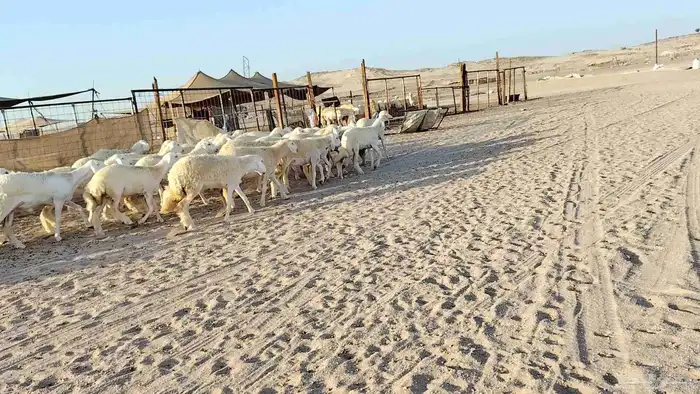 رخال جدعات فرش فحل عددها 36 2