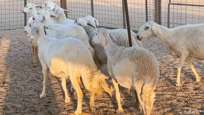 غنم حريات دفيع جروم طيبه ضان مقاني مراح طيبه 39