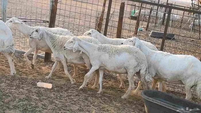 غنم حريات دفيع جروم طيبه ضان مقاني مراح طيبه 23