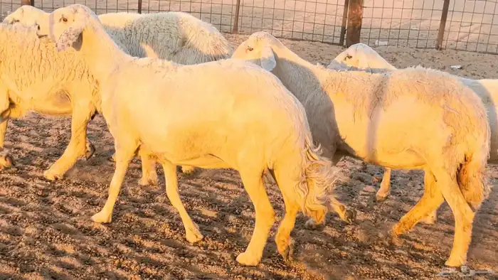 غنم حريات دفيع جروم طيبه ضان مقاني مراح طيبه 15