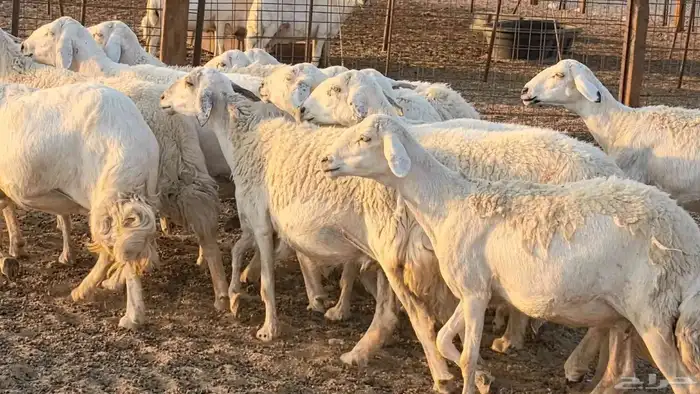 غنم حريات دفيع جروم طيبه ضان مقاني مراح طيبه 3