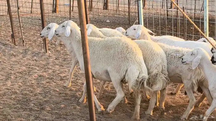 غنم حريات دفيع جروم طيبه ضان مقاني مراح طيبه 21