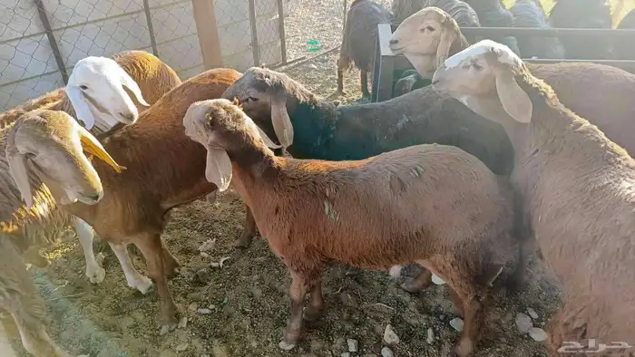 طليان سواكن 3