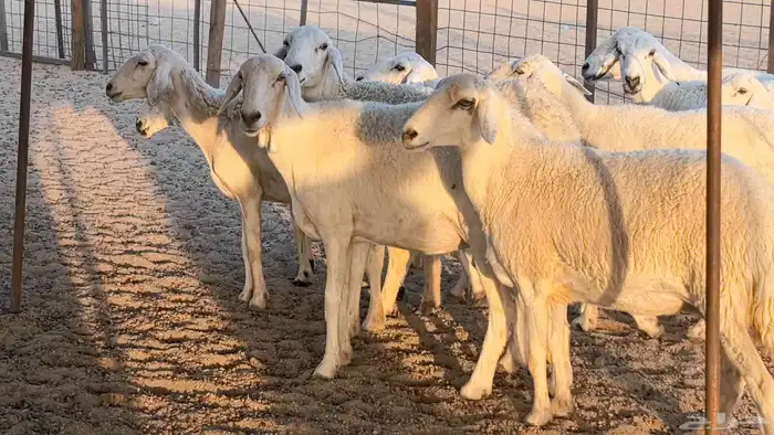 غنم حريات دفيع جروم طيبه ضان مقاني مراح طيبه 38