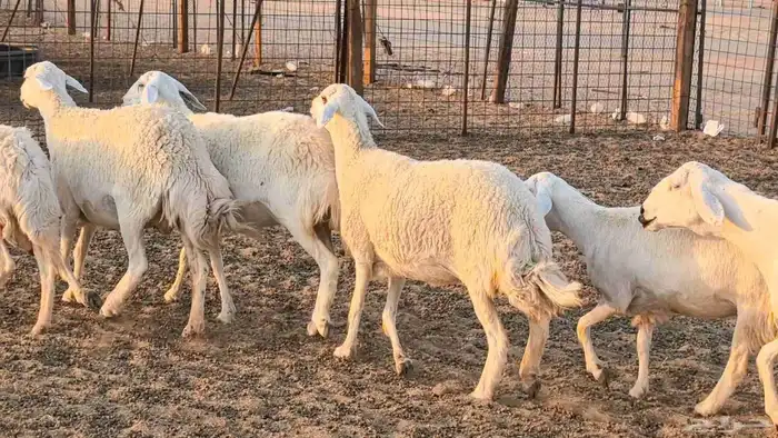 غنم حريات دفيع جروم طيبه ضان مقاني مراح طيبه 9