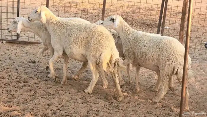 غنم حريات دفيع جروم طيبه ضان مقاني مراح طيبه 17