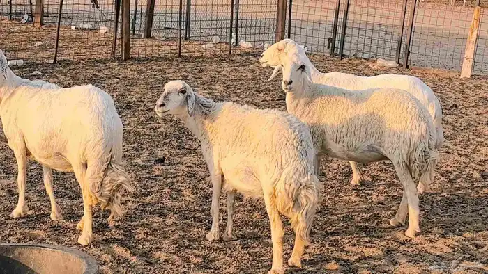 غنم حريات دفيع جروم طيبه ضان مقاني مراح طيبه 41