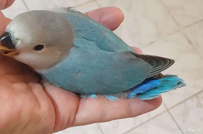 فرخ روز فايلوت تركوازي محجل 0