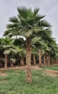 نخل واشنطني وشنطن واشنطوانيا زينه للبيع 1