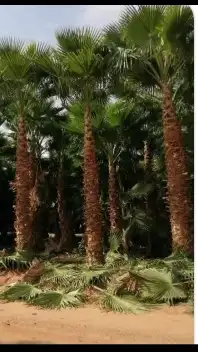 نخل واشنطن زينه 3