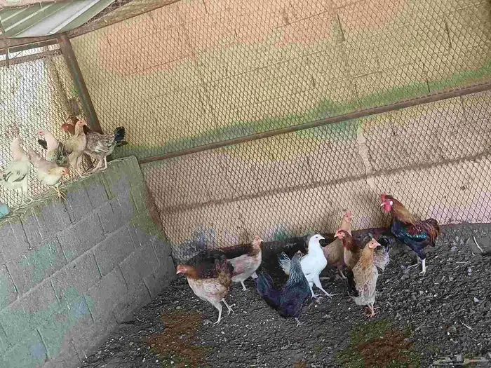 دجاج بلدي بيض العمر سنه العدد 15 حبه الصحه شرط والحمدلله 0