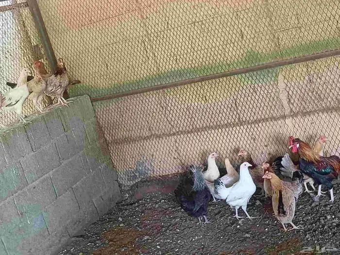 دجاج بلدي بيض العمر سنه العدد 15 حبه الصحه شرط والحمدلله 2