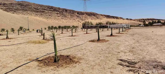 ابو عبدالله لتوريد النخيل 1