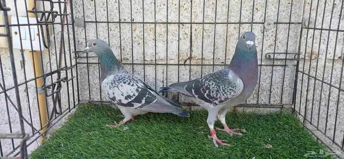 أزواج زاجل منتجين 8