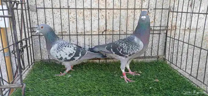 أزواج زاجل منتجين 2
