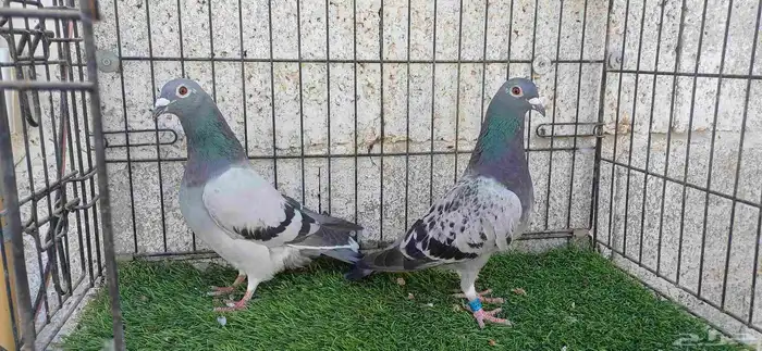 أزواج زاجل منتجين 0