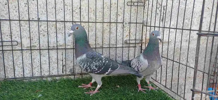 أزواج زاجل منتجين 1