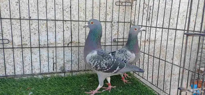 أزواج زاجل منتجين 7