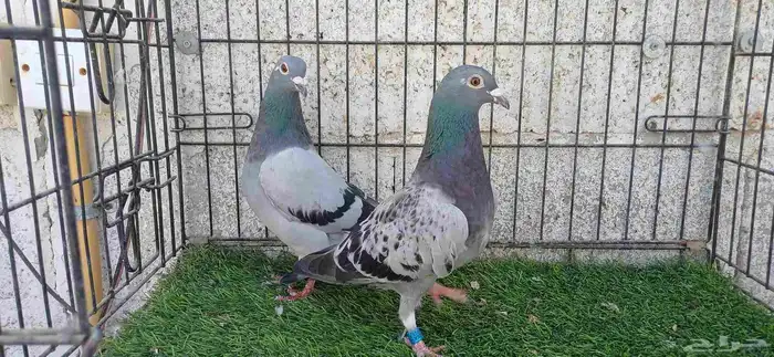 أزواج زاجل منتجين 6