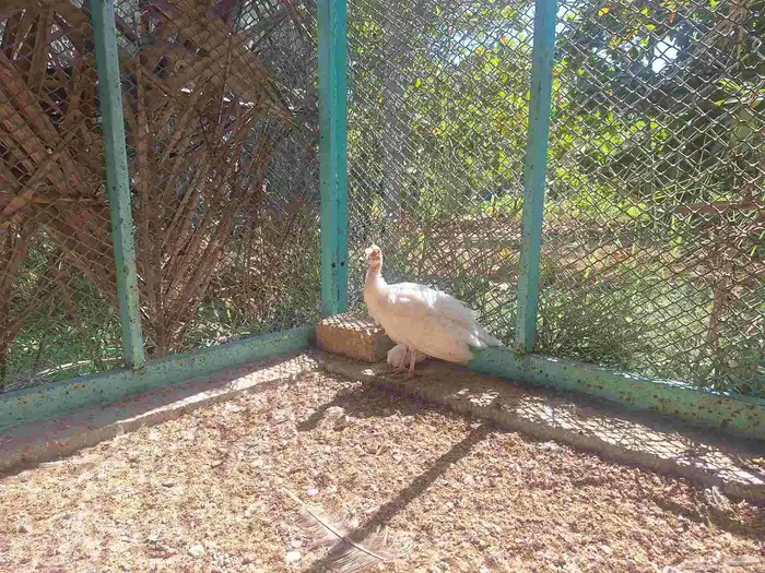 متوفر الان بيض طاووس وفراخ الطاووس للبيع للطلب 1