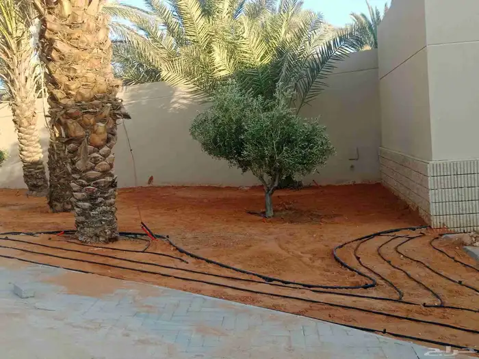 زيتون حدايق وقصور مفرع مقاس مطلوب 3