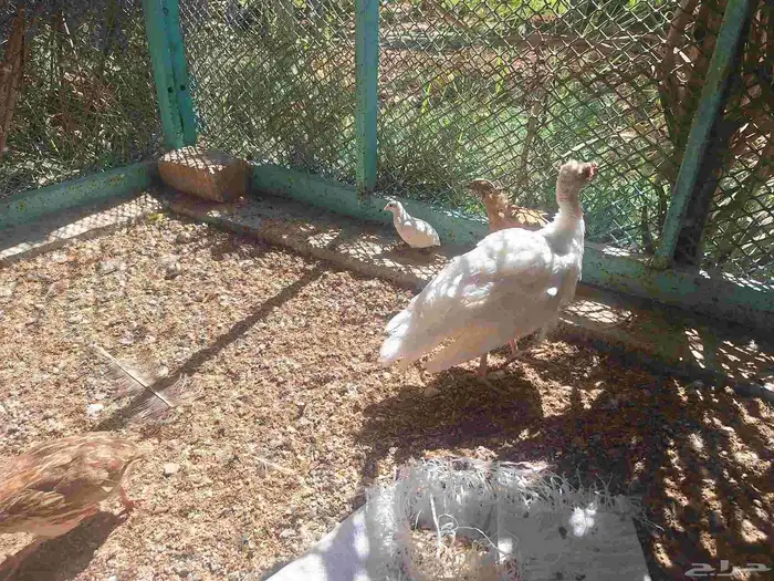 متوفر الان بيض طاووس وفراخ الطاووس للبيع للطلب 0