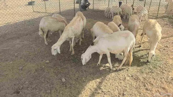 ضان حريات مولده 11 تحتها 11 4