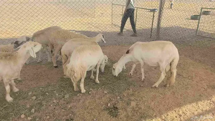 ضان حريات مولده 11 تحتها 11 7