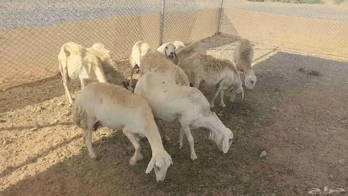 ضان حريات مولده 11 تحتها 11 10