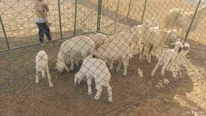 ضان حريات مولده 11 تحتها 11 2