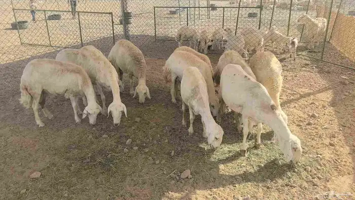 ضان حريات مولده 11 تحتها 11 5