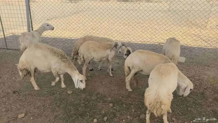 ضان حريات مولده 11 تحتها 11 8
