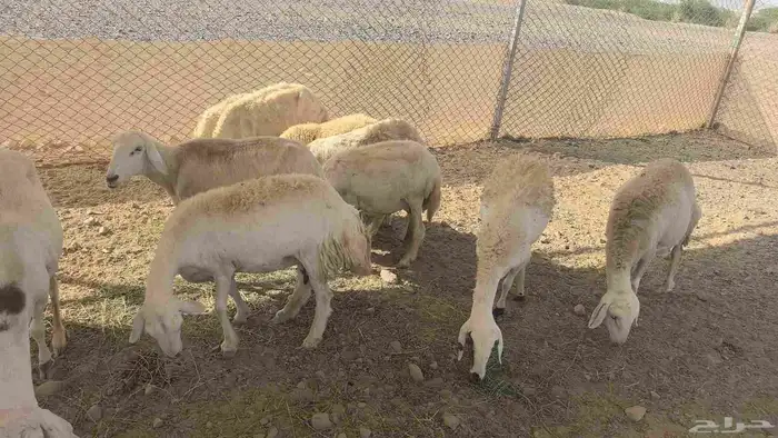 ضان حريات مولده 11 تحتها 11 9