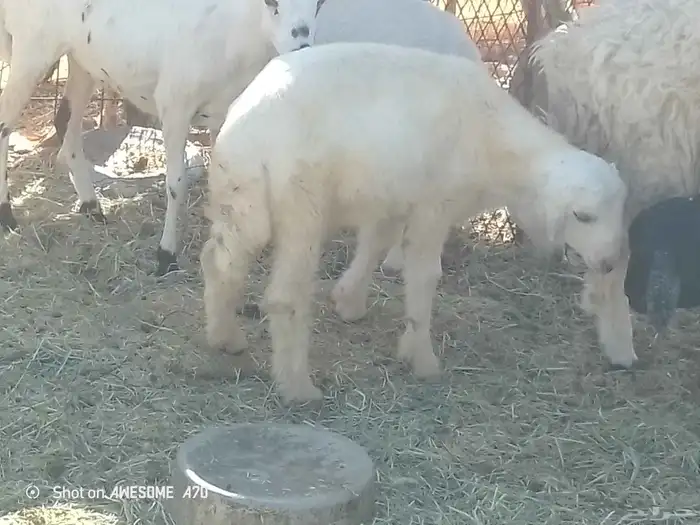 البيع خروف. حري. 0