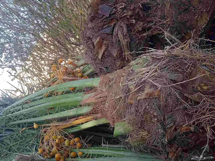 نخل للبيع القصيم 4