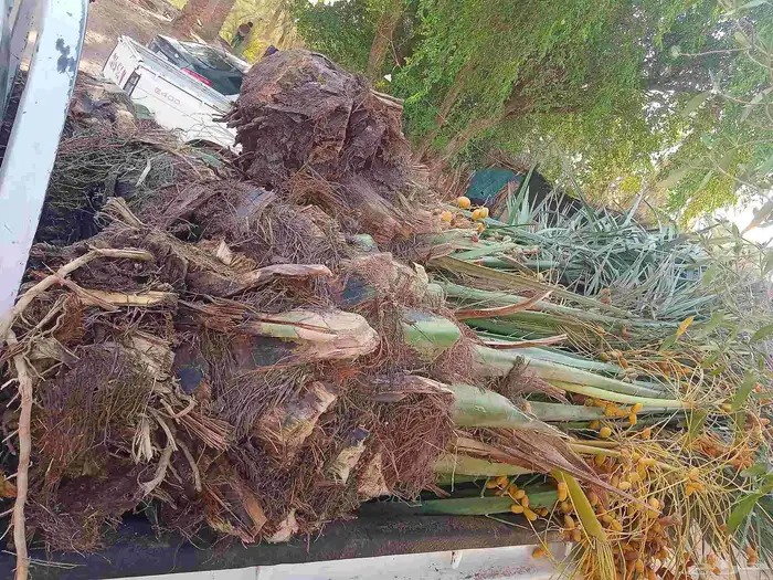 نخل للبيع القصيم 8