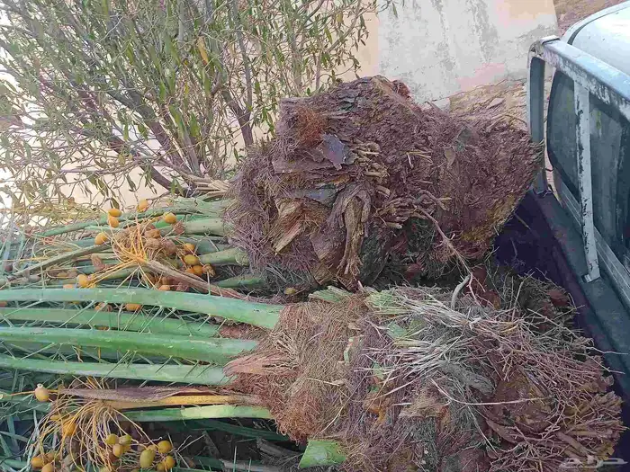 نخل للبيع القصيم 9