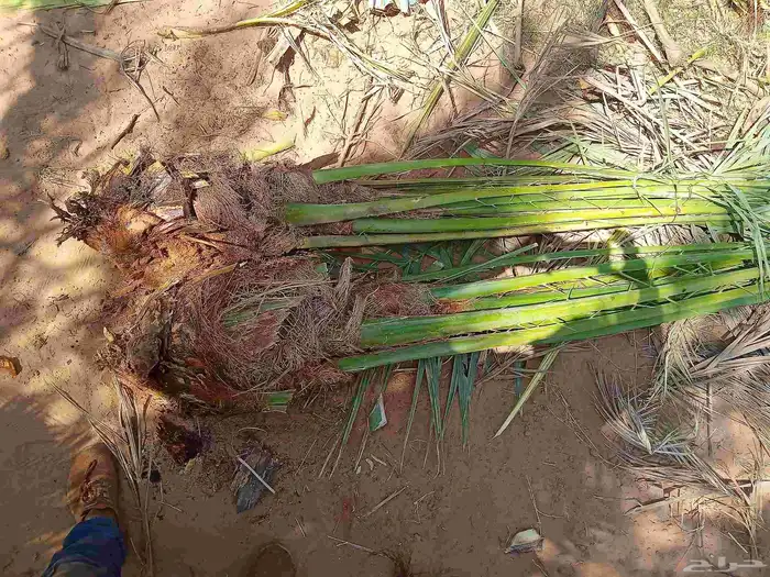 نخل للبيع القصيم 5