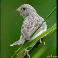 حسون طائفي ( ياسمين ) تغريد نااار 0