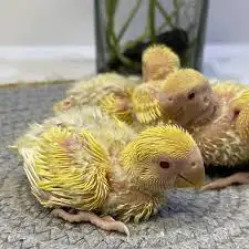 مطلوب فروخ روز اي عدد واي لون 0