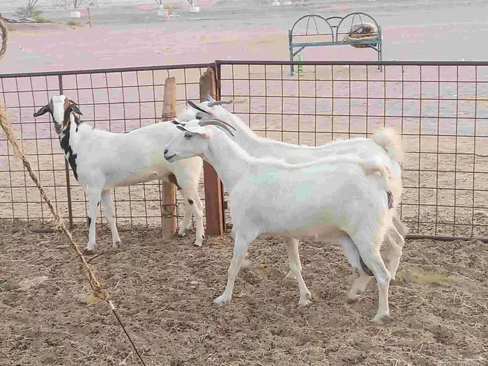 للبيع ماعز بيشيات 3 راس صنف فاخر 3