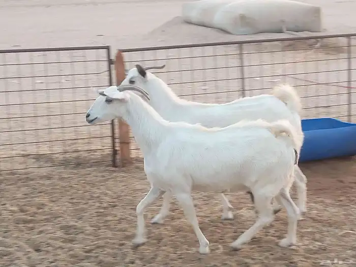 للبيع ماعز بيشيات 3 راس صنف فاخر 2