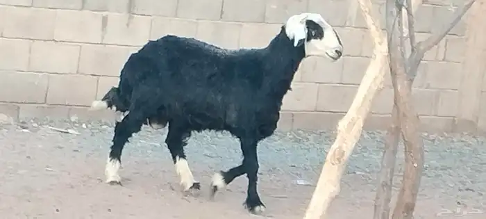 فحل مشروك مشروط النسف والقريع ثني 2