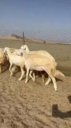 أعرض لكم غنم حريات رخال صنف الصنف عددها 26 بالفحل 1