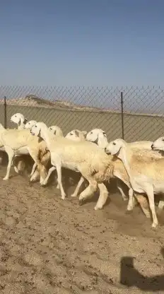 أعرض لكم غنم حريات رخال صنف الصنف عددها 26 بالفحل 5