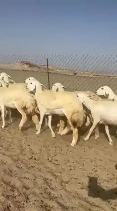 أعرض لكم غنم حريات رخال صنف الصنف عددها 26 بالفحل 0