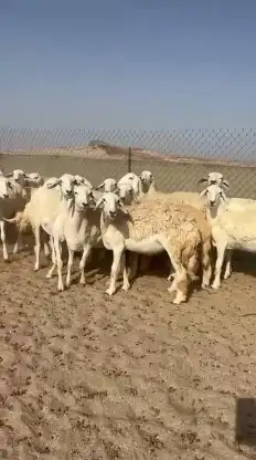 أعرض لكم غنم حريات رخال صنف الصنف عددها 26 بالفحل 2