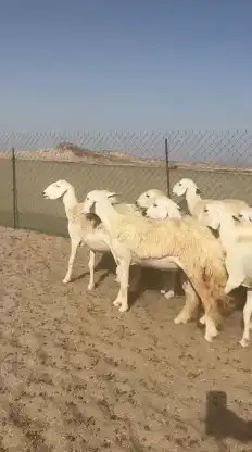 أعرض لكم غنم حريات رخال صنف الصنف عددها 26 بالفحل 4
