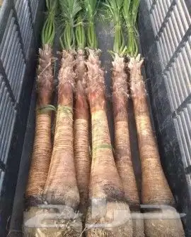 نخل واشنطني وشنطن واشنطوانيا زينه للبيع 7