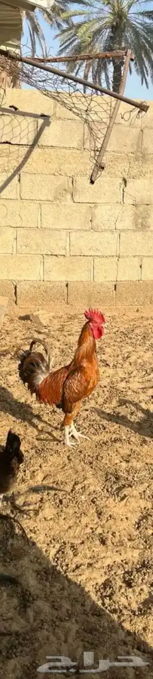دجاج ترثه 8